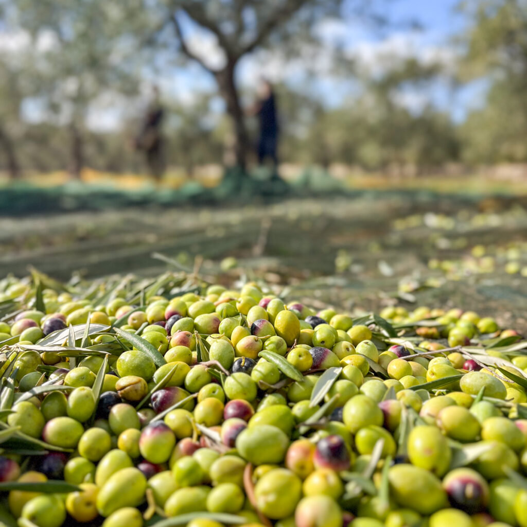 Cantina Chitucea Olivenbaum adoptieren in Italien, Olivenbaum-Patenschaft Italien, eigener Olivenbaum in Apulien, italienischer Olivenbaum als Geschenk, nachhaltiges Olivenöl aus Italien, Bio-Olivenöl aus Italien, Olivenbaum-Patenschaftsprogramm, Olivenbaum verschenken, umweltfreundliche Geschenke aus Italien, natives Olivenöl extra direkt vom Bauernhof, nachhaltige Landwirtschaft in Italien unterstützen, grüne Geschenkideen, Baum adoptieren für mehr Nachhaltigkeit, personalisierte Olivenbaum-Patenschaft