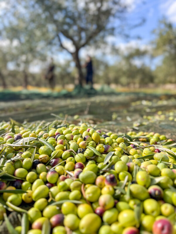 Cantina Chitucea Olivenbaum adoptieren in Italien, Olivenbaum-Patenschaft Italien, eigener Olivenbaum in Apulien, italienischer Olivenbaum als Geschenk, nachhaltiges Olivenöl aus Italien, Bio-Olivenöl aus Italien, Olivenbaum-Patenschaftsprogramm, Olivenbaum verschenken, umweltfreundliche Geschenke aus Italien, natives Olivenöl extra direkt vom Bauernhof, nachhaltige Landwirtschaft in Italien unterstützen, grüne Geschenkideen, Baum adoptieren für mehr Nachhaltigkeit, personalisierte Olivenbaum-Patenschaft