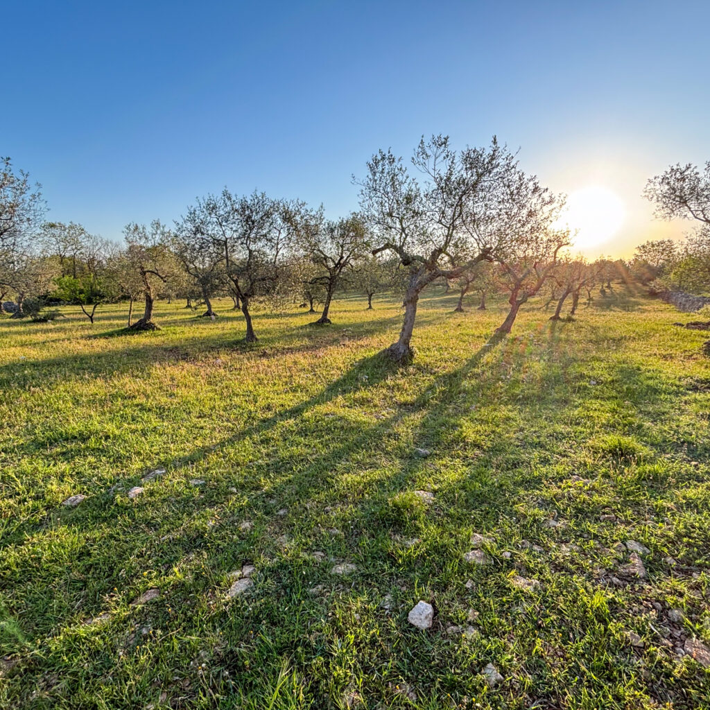 Cantina Chitucea Olivenbaum adoptieren in Italien, Olivenbaum-Patenschaft Italien, eigener Olivenbaum in Apulien, italienischer Olivenbaum als Geschenk, nachhaltiges Olivenöl aus Italien, Bio-Olivenöl aus Italien, Olivenbaum-Patenschaftsprogramm, Olivenbaum verschenken, umweltfreundliche Geschenke aus Italien, natives Olivenöl extra direkt vom Bauernhof, nachhaltige Landwirtschaft in Italien unterstützen, grüne Geschenkideen, Baum adoptieren für mehr Nachhaltigkeit, personalisierte Olivenbaum-Patenschaft