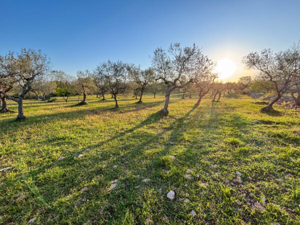 Cantina Chitucea Olivenbaum adoptieren in Italien, Olivenbaum-Patenschaft Italien, eigener Olivenbaum in Apulien, italienischer Olivenbaum als Geschenk, nachhaltiges Olivenöl aus Italien, Bio-Olivenöl aus Italien, Olivenbaum-Patenschaftsprogramm, Olivenbaum verschenken, umweltfreundliche Geschenke aus Italien, natives Olivenöl extra direkt vom Bauernhof, nachhaltige Landwirtschaft in Italien unterstützen, grüne Geschenkideen, Baum adoptieren für mehr Nachhaltigkeit, personalisierte Olivenbaum-Patenschaft
