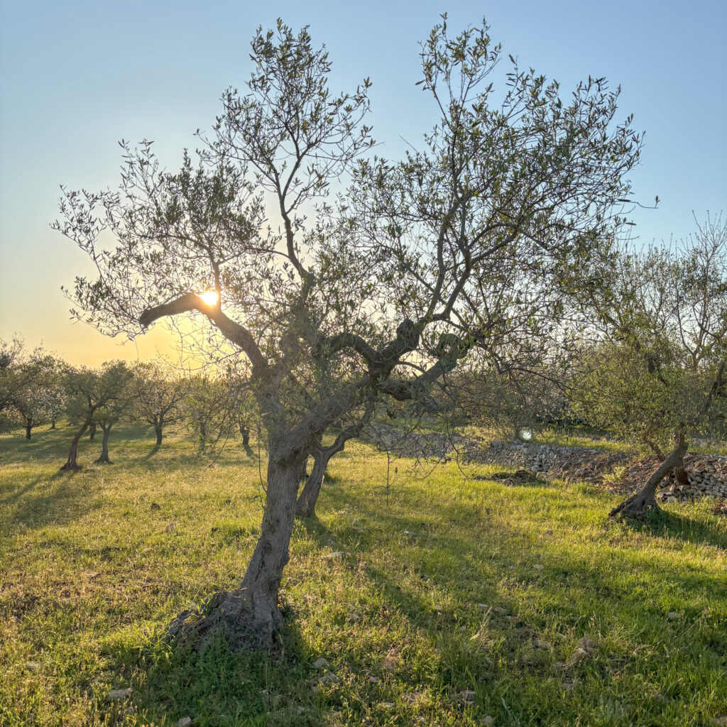 Cantina Chitucea Olivenbaum adoptieren in Italien, Olivenbaum-Patenschaft Italien, eigener Olivenbaum in Apulien, italienischer Olivenbaum als Geschenk, nachhaltiges Olivenöl aus Italien, Bio-Olivenöl aus Italien, Olivenbaum-Patenschaftsprogramm, Olivenbaum verschenken, umweltfreundliche Geschenke aus Italien, natives Olivenöl extra direkt vom Bauernhof, nachhaltige Landwirtschaft in Italien unterstützen, grüne Geschenkideen, Baum adoptieren für mehr Nachhaltigkeit, personalisierte Olivenbaum-Patenschaft
