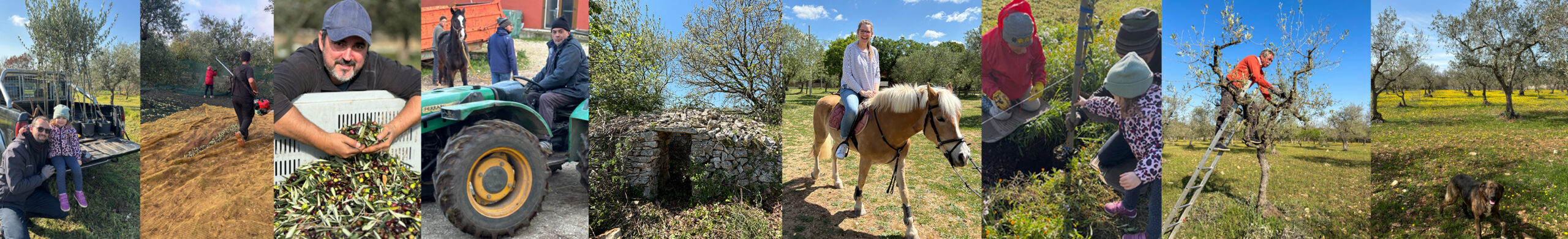 Cantina Chitucea Olivenbaum adoptieren in Italien, Olivenbaum-Patenschaft Italien, eigener Olivenbaum in Apulien, italienischer Olivenbaum als Geschenk, nachhaltiges Olivenöl aus Italien, Bio-Olivenöl aus Italien, Olivenbaum-Patenschaftsprogramm, Olivenbaum verschenken, umweltfreundliche Geschenke aus Italien, natives Olivenöl extra direkt vom Bauernhof, nachhaltige Landwirtschaft in Italien unterstützen, grüne Geschenkideen, Baum adoptieren für mehr Nachhaltigkeit, personalisierte Olivenbaum-Patenschaft