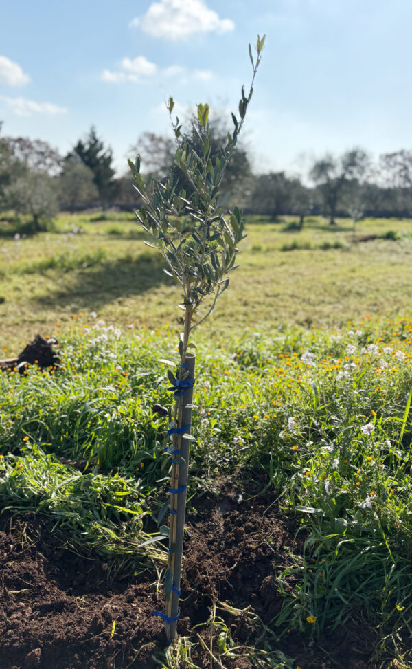 Cantina Chitucea Olivenbaum adoptieren in Italien, Olivenbaum-Patenschaft Italien, eigener Olivenbaum in Apulien, italienischer Olivenbaum als Geschenk, nachhaltiges Olivenöl aus Italien, Bio-Olivenöl aus Italien, Olivenbaum-Patenschaftsprogramm, Olivenbaum verschenken, umweltfreundliche Geschenke aus Italien, natives Olivenöl extra direkt vom Bauernhof, nachhaltige Landwirtschaft in Italien unterstützen, grüne Geschenkideen, Baum adoptieren für mehr Nachhaltigkeit, personalisierte Olivenbaum-Patenschaft