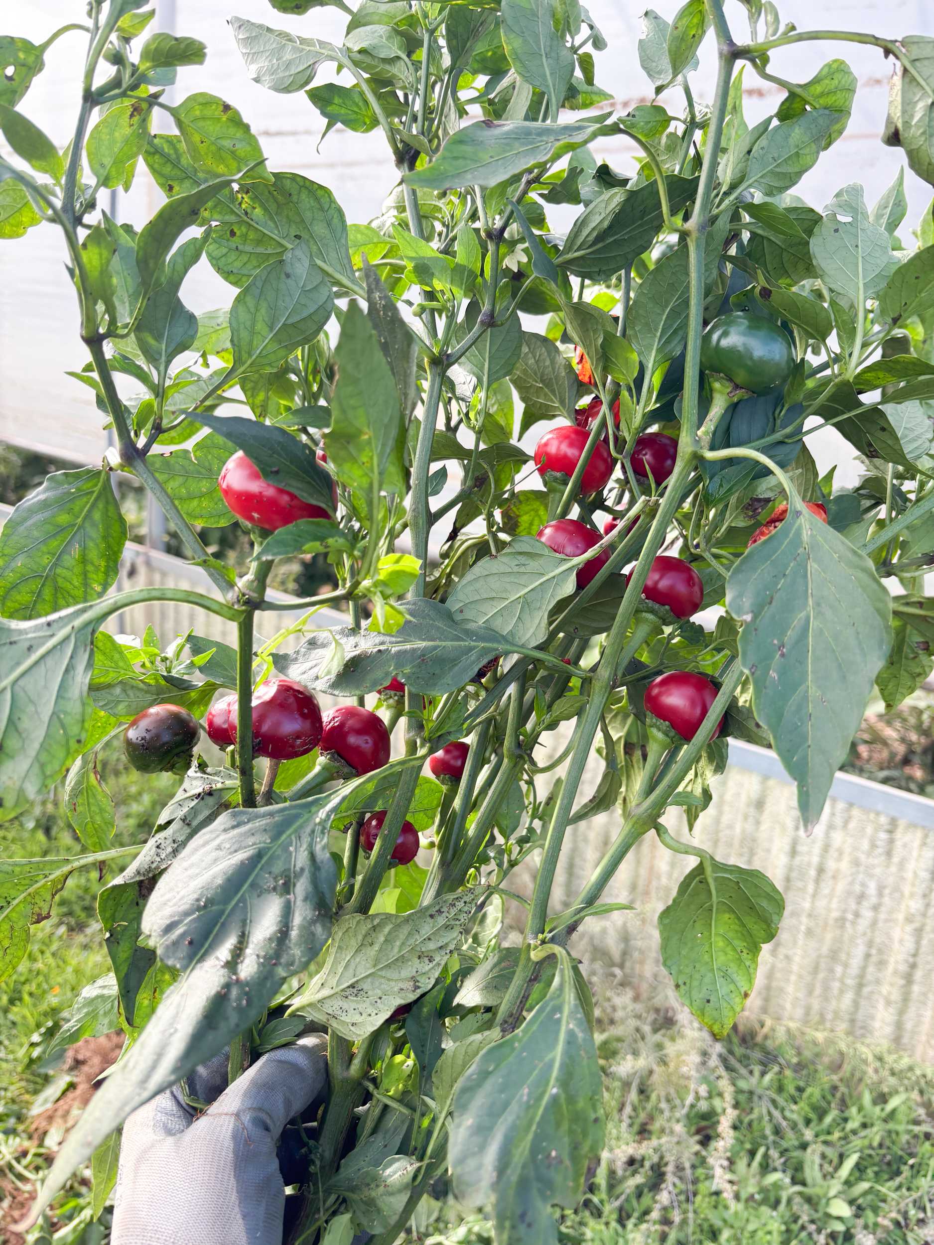 Chiliöl, Peperoncino Öl, scharfes Olivenöl, Diavuliq, italienisches Chiliöl, Chiliöl Apulien, Olio al Peperoncino, Pizza Öl scharf, Pasta Aglio e Olio Öl, Premium Chiliöl, natürliches Chiliöl, extrem scharfes Öl, Feinkost Apulien, Gourmet Chiliöl, Olivenöl mit Chili, Würzöl scharf, Geschenk für Scharfesser, PE'O, Cantina Chitucea, Diavola Öl, natives Olivenöl extra mit Chili Chiliöl, Peperoncino Öl, scharfes Olivenöl, Diavuliq, italienisches Chiliöl, Chiliöl Apulien, Olio al Peperoncino, Pizza Öl scharf, Pasta Aglio e Olio Öl, Premium Chiliöl, natürliches Chiliöl, extrem scharfes Öl, Feinkost Apulien, Gourmet Chiliöl, Olivenöl mit Chili, Würzöl scharf, Geschenk für Scharfesser, PE'O, Cantina Chitucea, Diavola Öl, natives Olivenöl extra mit Chili