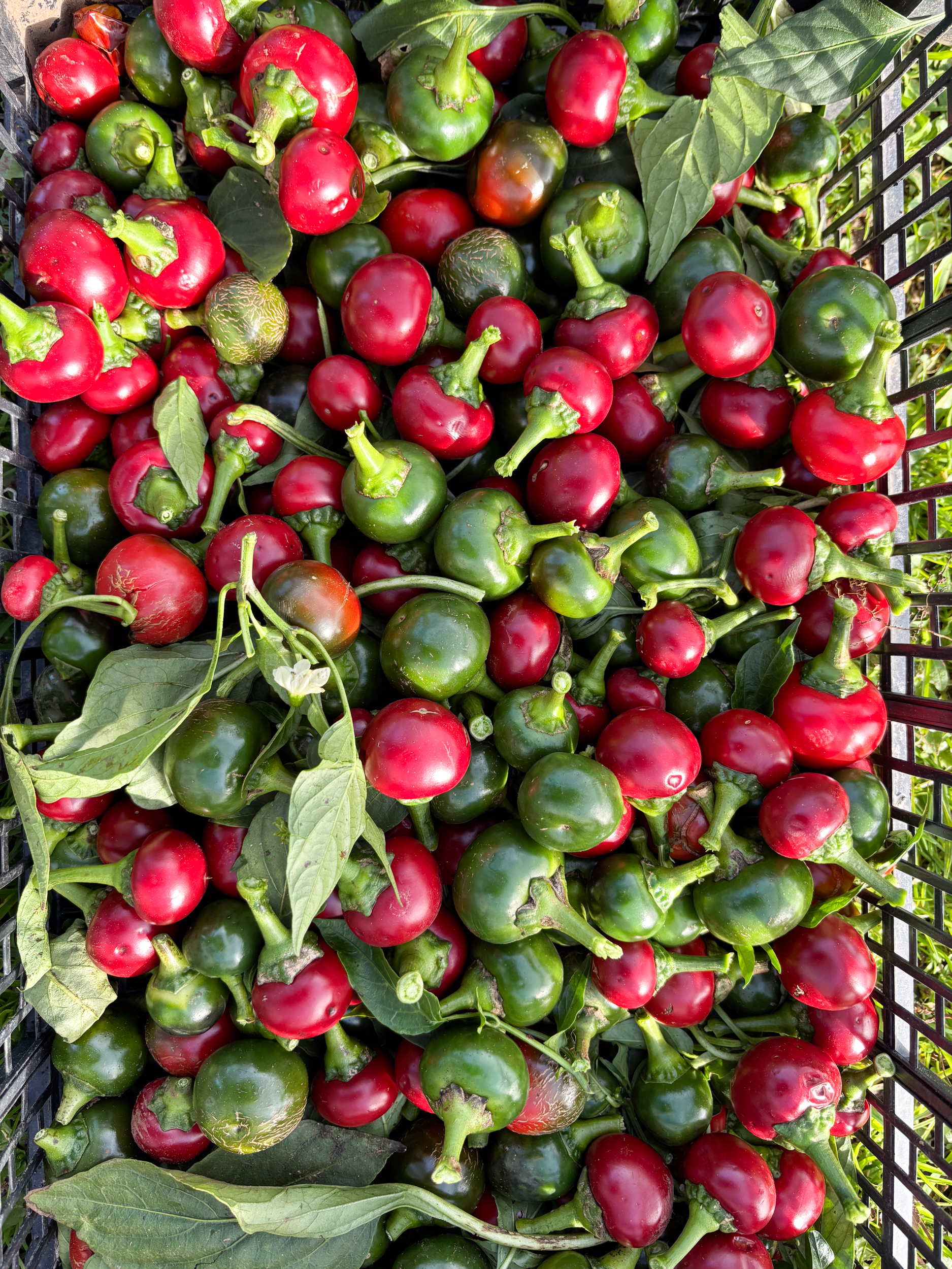 Chiliöl, Peperoncino Öl, scharfes Olivenöl, Diavuliq, italienisches Chiliöl, Chiliöl Apulien, Olio al Peperoncino, Pizza Öl scharf, Pasta Aglio e Olio Öl, Premium Chiliöl, natürliches Chiliöl, extrem scharfes Öl, Feinkost Apulien, Gourmet Chiliöl, Olivenöl mit Chili, Würzöl scharf, Geschenk für Scharfesser, PE'O, Cantina Chitucea, Diavola Öl, natives Olivenöl extra mit Chili Chiliöl, Peperoncino Öl, scharfes Olivenöl, Diavuliq, italienisches Chiliöl, Chiliöl Apulien, Olio al Peperoncino, Pizza Öl scharf, Pasta Aglio e Olio Öl, Premium Chiliöl, natürliches Chiliöl, extrem scharfes Öl, Feinkost Apulien, Gourmet Chiliöl, Olivenöl mit Chili, Würzöl scharf, Geschenk für Scharfesser, PE'O, Cantina Chitucea, Diavola Öl, natives Olivenöl extra mit Chili